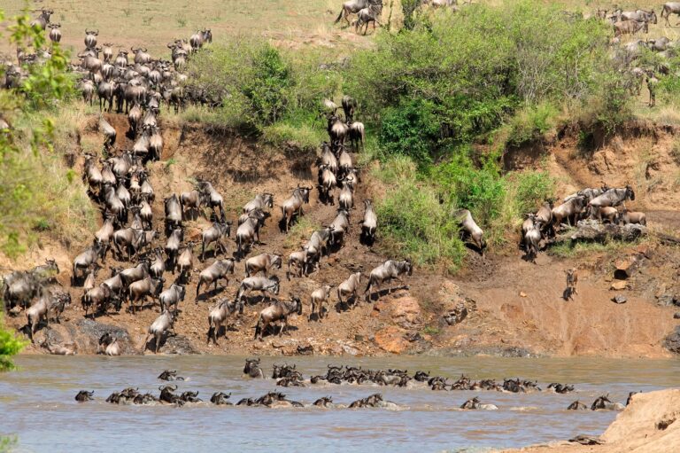 6- Days Wildlife Safari Tanzania